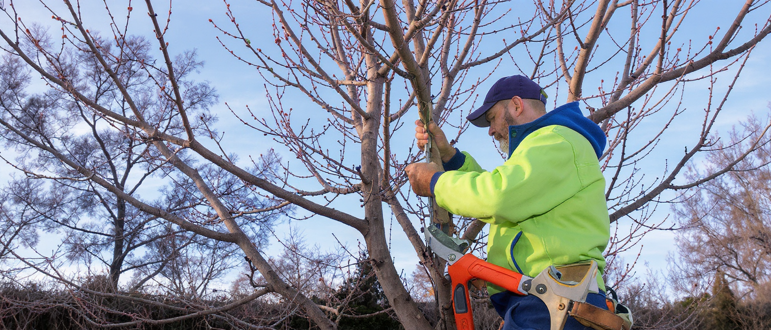 découvrez comment cultiver le paulownia : conseils d'exposition, type de sol idéal, arrosage adapté et techniques de taille au bon moment pour un arbre sain et robuste.