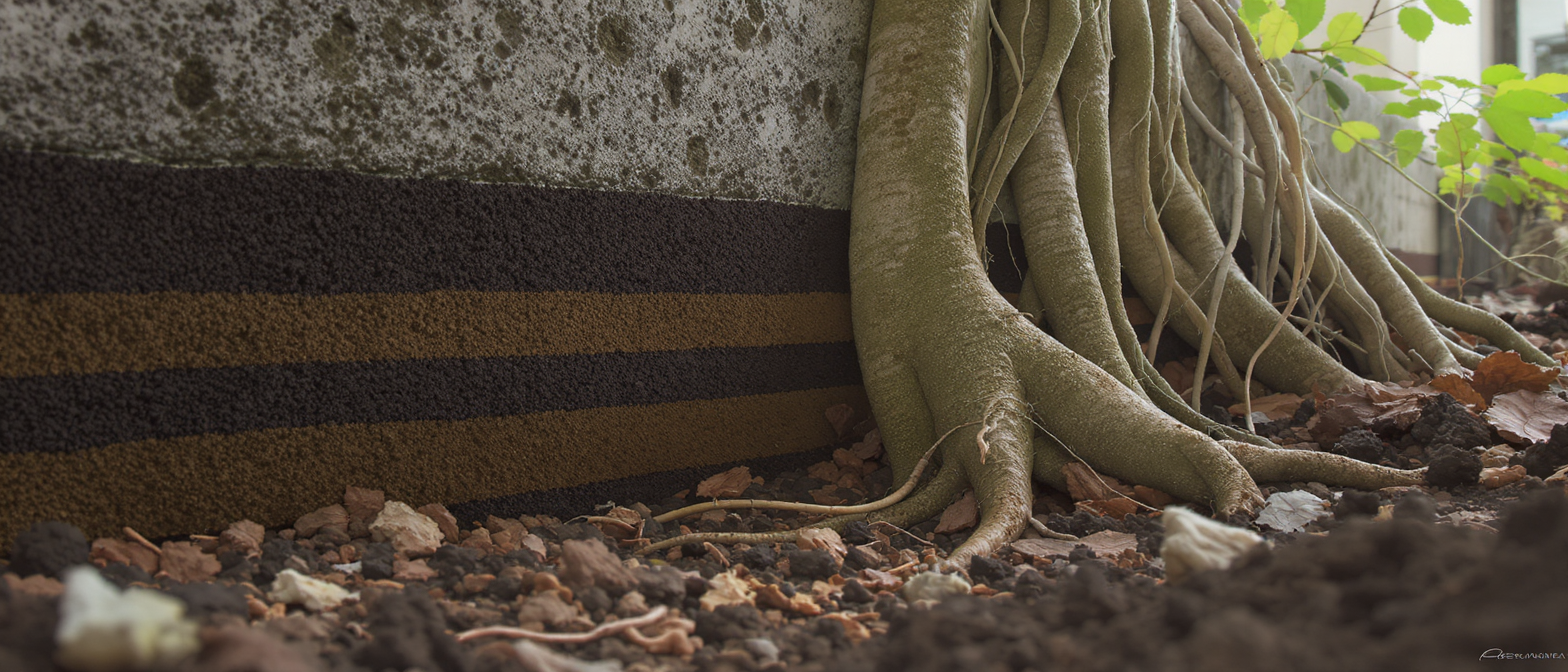 découvrez quels arbres planter près de votre maison en tenant compte des aspects pratiques, des limites et des erreurs fréquentes pour un jardin harmonieux et sécurisé.