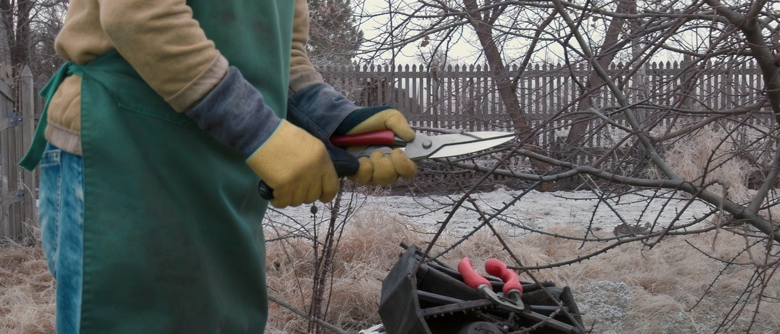 découvrez comment cultiver des rosiers avec succès : conseils sur l'exposition idéale, le type de sol adapté, l'arrosage régulier et la taille au bon moment pour une floraison abondante.