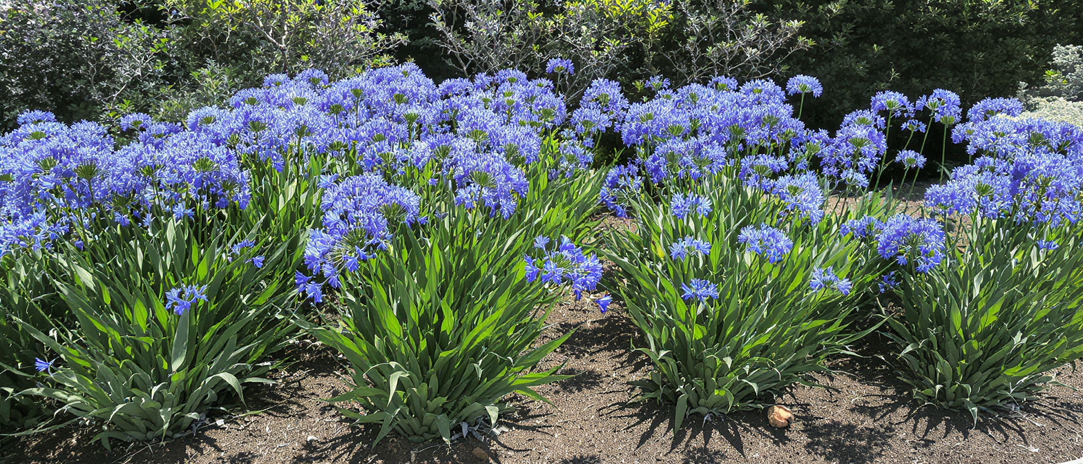 découvrez comment réussir la culture de l'agapanthe grâce à nos conseils sur son exposition, le type de sol adapté, l'arrosage optimal et la taille effectuée au bon moment.