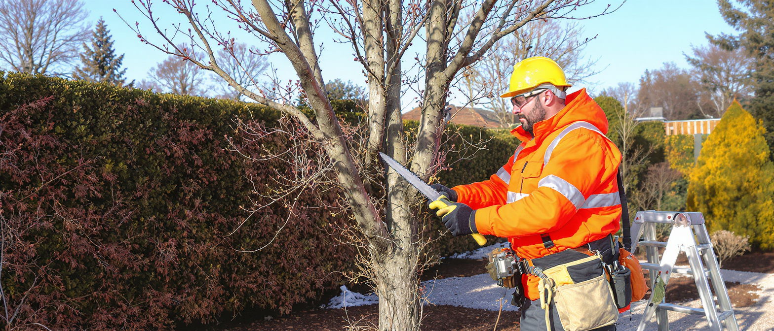 découvrez comment cultiver le paulownia avec les conseils sur l'exposition idéale, le type de sol adapté, les techniques d'arrosage et le moment parfait pour la taille afin d'assurer une croissance optimale.