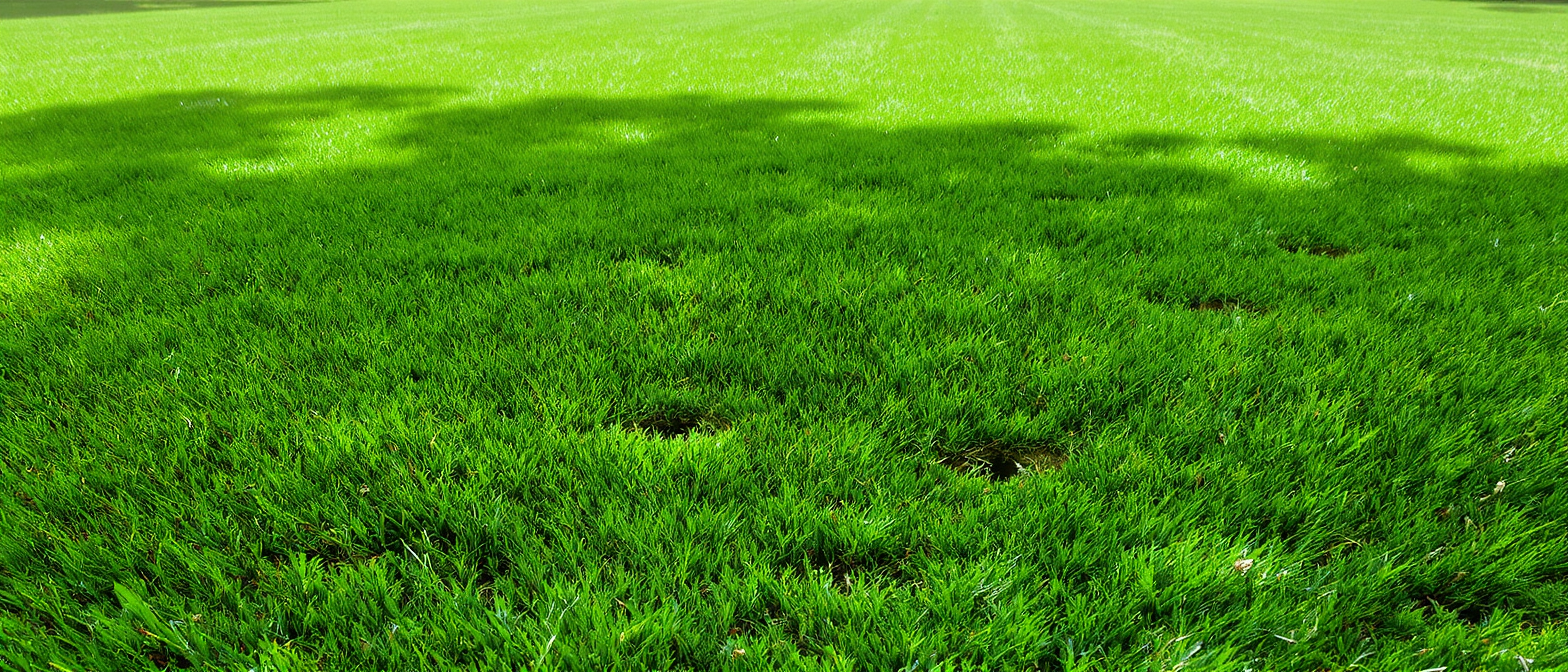 découvrez pourquoi des trous sans monticule apparaissent dans votre jardin, avec des explications factuelles et des exemples concrets pour mieux comprendre ce phénomène.