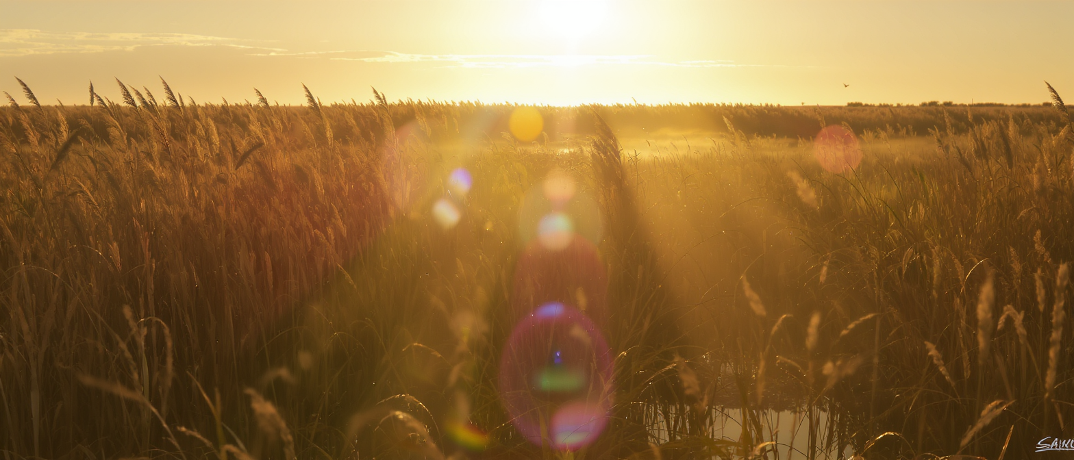 découvrez quand les étourneaux quittent la france, avec un angle pratique abordant les périodes clés, les limites de leurs migrations et les erreurs fréquentes à éviter.